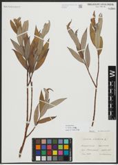 Foto von Salix alba L.